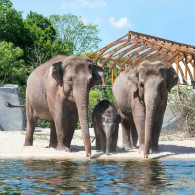 Elephants at the water in ARTIS Amsterdam Royal Zoo, with the historic pavilion behind them